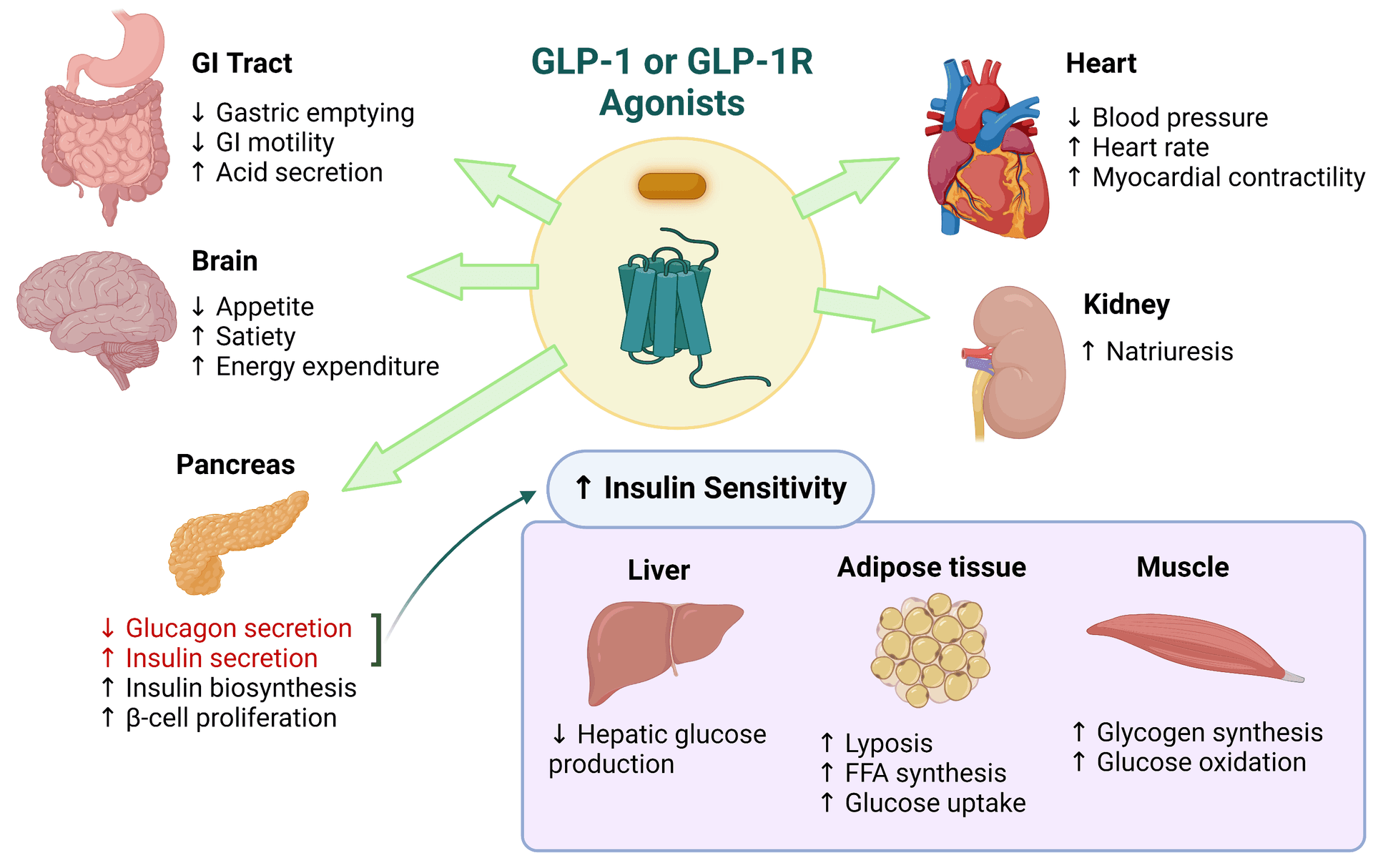 GLP1 Scientific Illustration